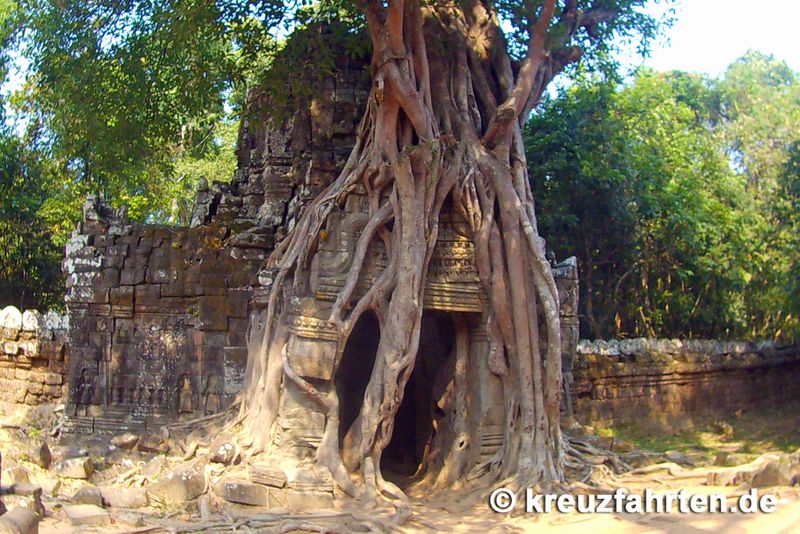 Die Natur hat die Tempel von Angkor über die Jahrhunderte zurückerobert.