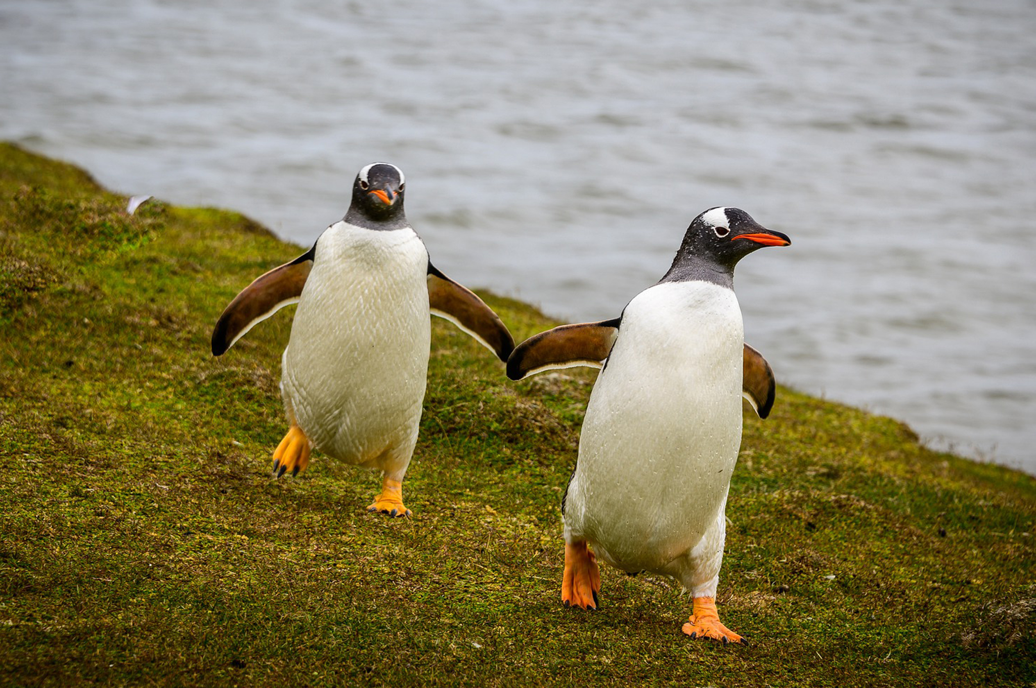 Falkland-Inseln © pixabay