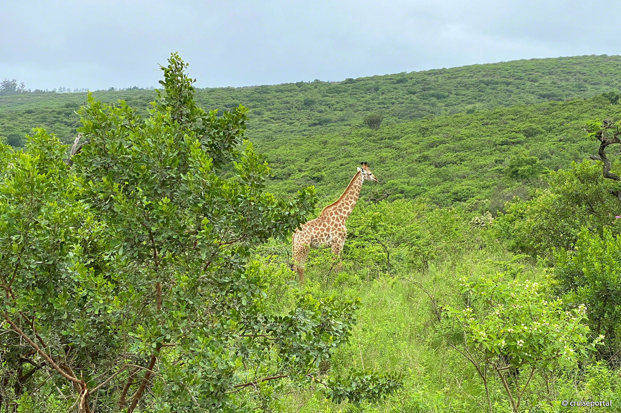 Safari im Tala Naturreservat