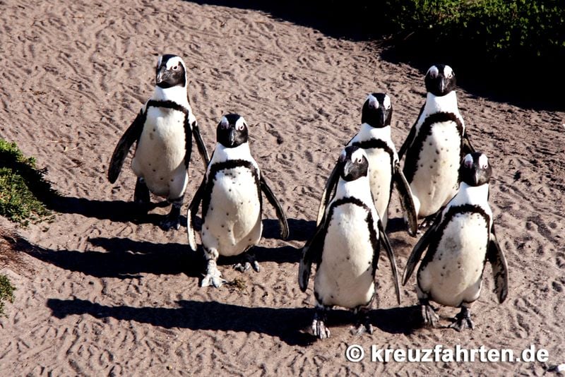 Kapstadts berühmte Pinguine am Boulders Beach