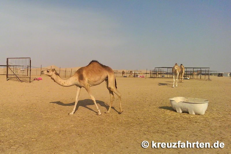 Kamel in der Wüste von Abu Dhabi