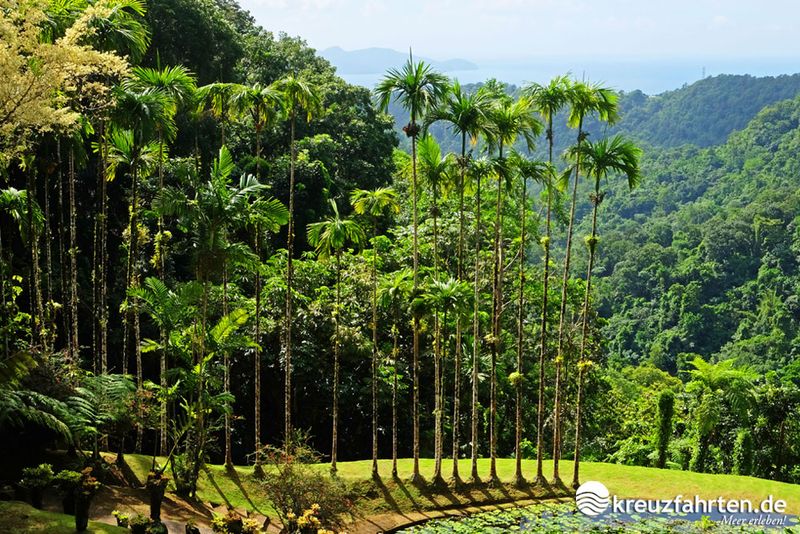 Viele Wanderwege führen durch die exotische Vegetation der karibischen Insel Martinique. 