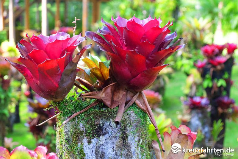 Martinique wird zurecht als "Blumeninsel" bezeichnet - die Fauna ist tropisch und atemberaubend. 