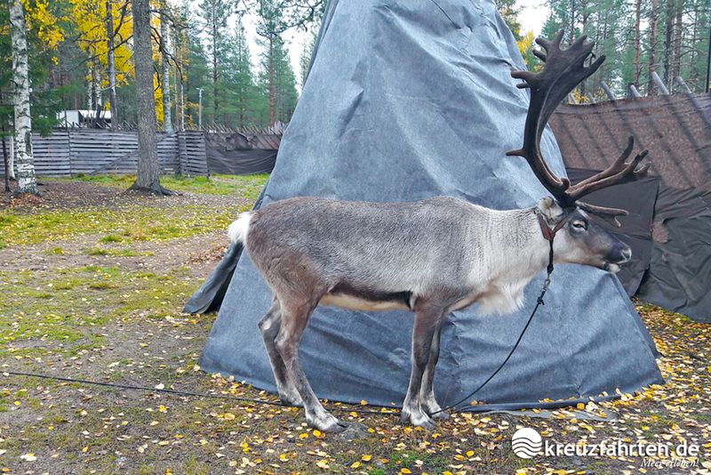 Nicht nur den Weihnachtsmann kann man im Santa Claus Village in Rovaniemi.