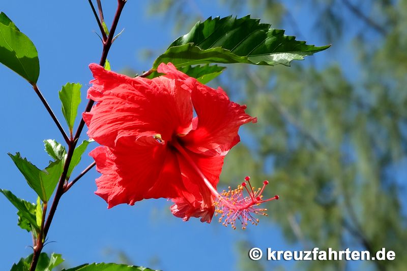 exotische rote Blume auf St. Lucia in der Karibik