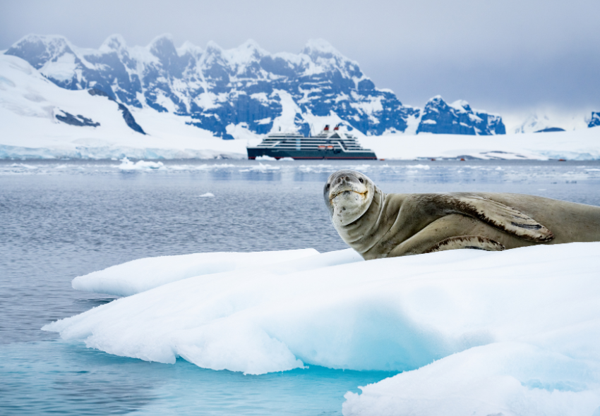 Seelöwe in der Antarktis sitzt auf einer Eisscholle im Hintergrund ein Seabourn Schiff