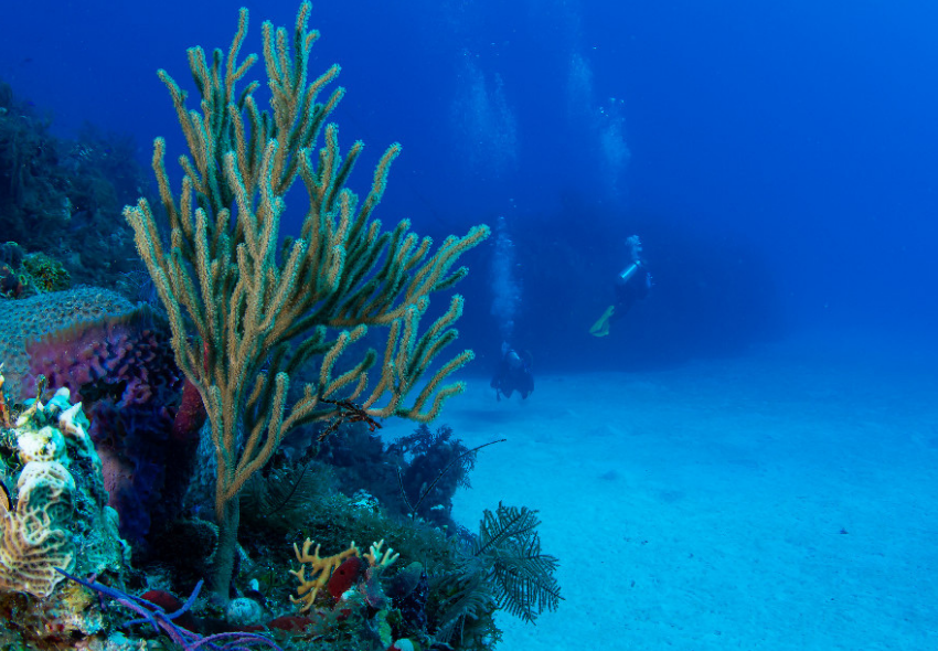 Weichkorallenriff auf den Bahamas Unterwasser Foto von Korallen im Vordergrund, 2 Taucher im Hintergrund