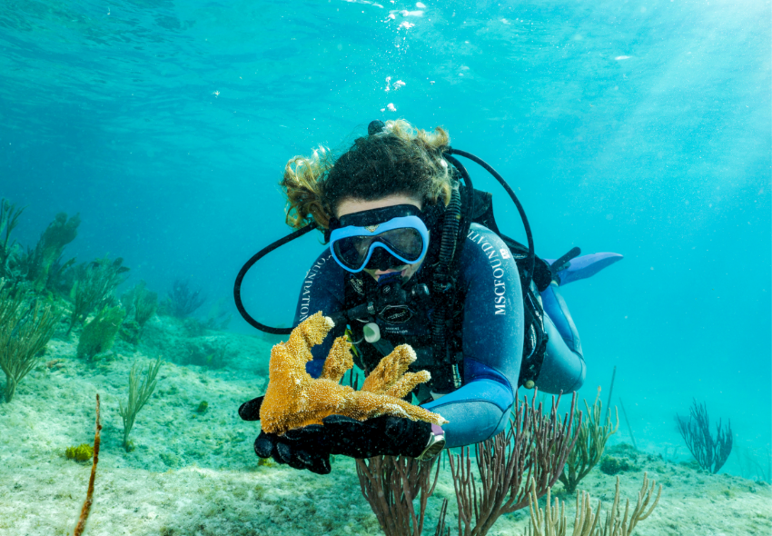 Korallenforschung der MSC Foundation auf Ocean Cay Eine tauchende Person mit blau-weißer Tauchmaske und dunkelblauem Neoprenanzug hält unter Wasser ein gelb-orangefarbenes, verzweigtes Korallenfragment vorsichtig in beiden Händen. Im Hintergrund sind der sandige Meeresboden, vereinzelte Korallen und Me